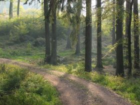 waldlichtung.jpg